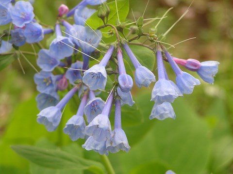 A close up of blue bell shaped flowers.