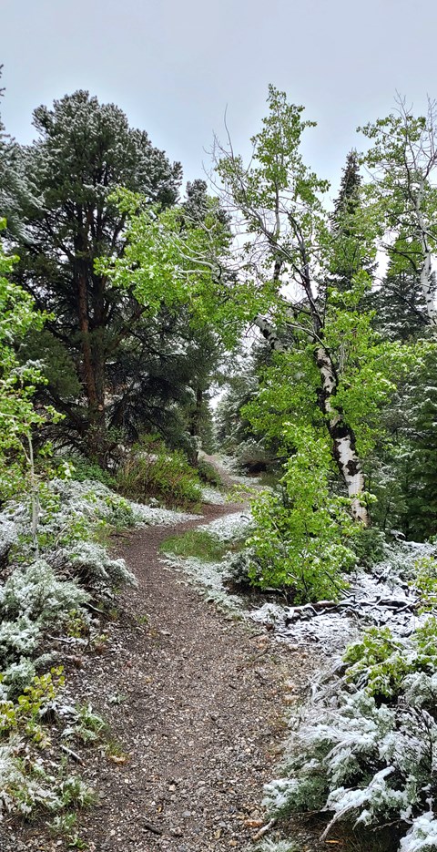 Lime green trees flank a brown dirt trail with a light dusting of snow