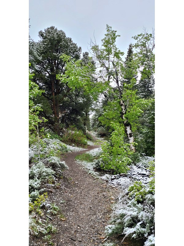 Lime green trees flank a brown dirt trail with a light dusting of snow