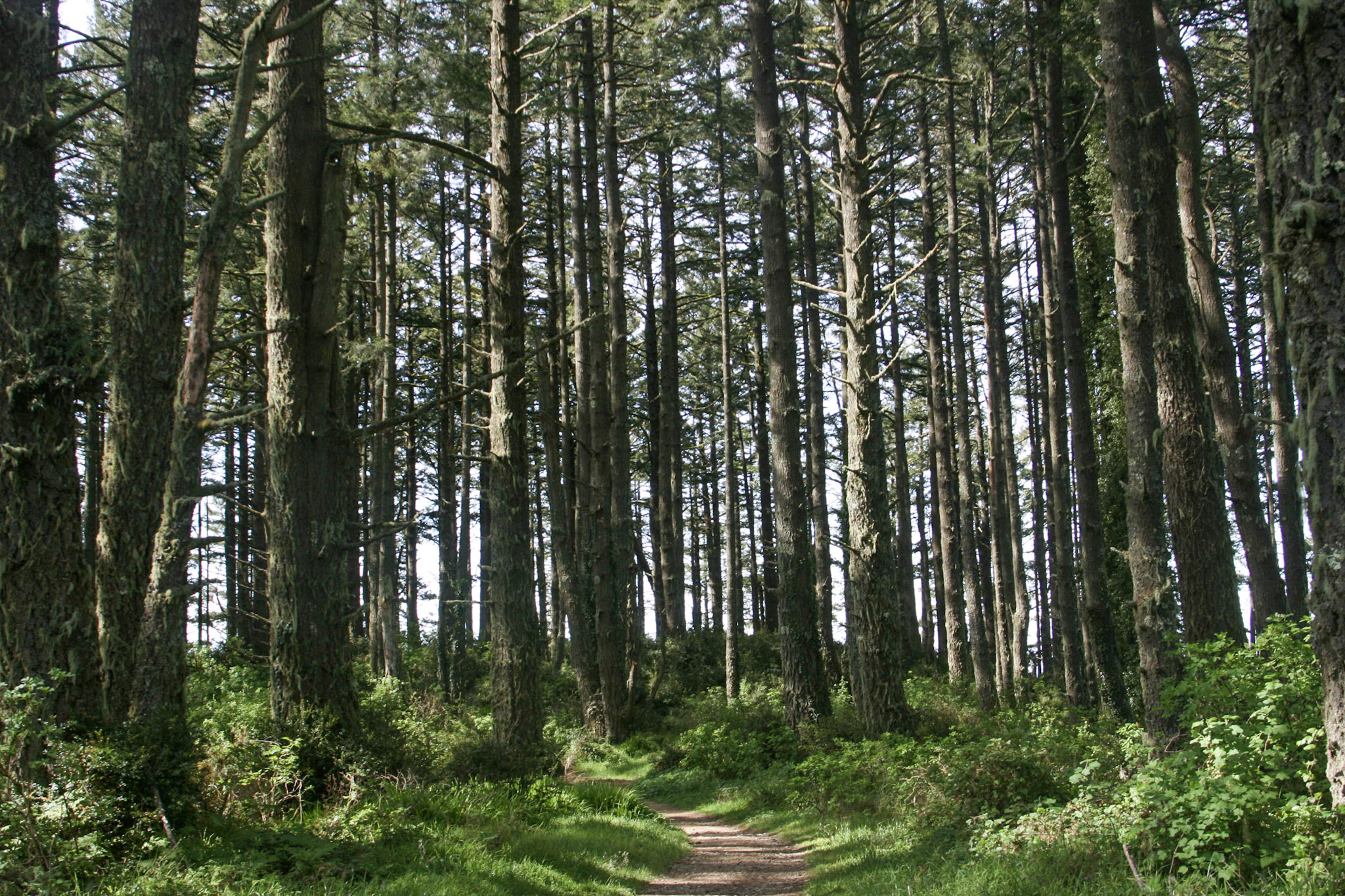 Hike the Sky–Bear Valley Loop