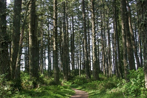 A dirt path through a lush forest.