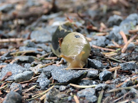 Banana slug crawling on the forest floor
