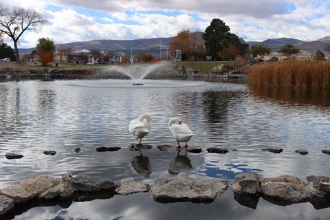 Two large, white birds sit in front of a pond surrounded by fall colors.