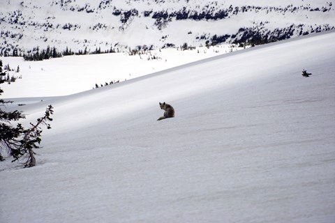 A coyote sits in a snow-filled landscape while looking back towards the camera.