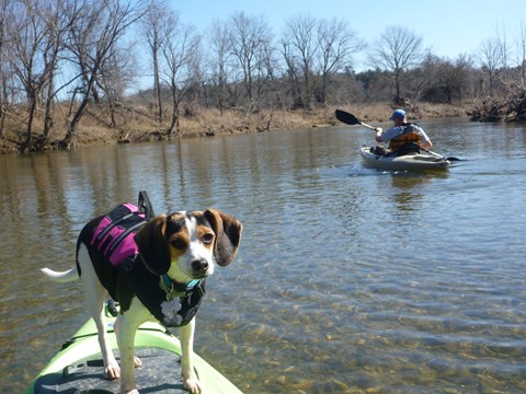 Dog floating on a kayak