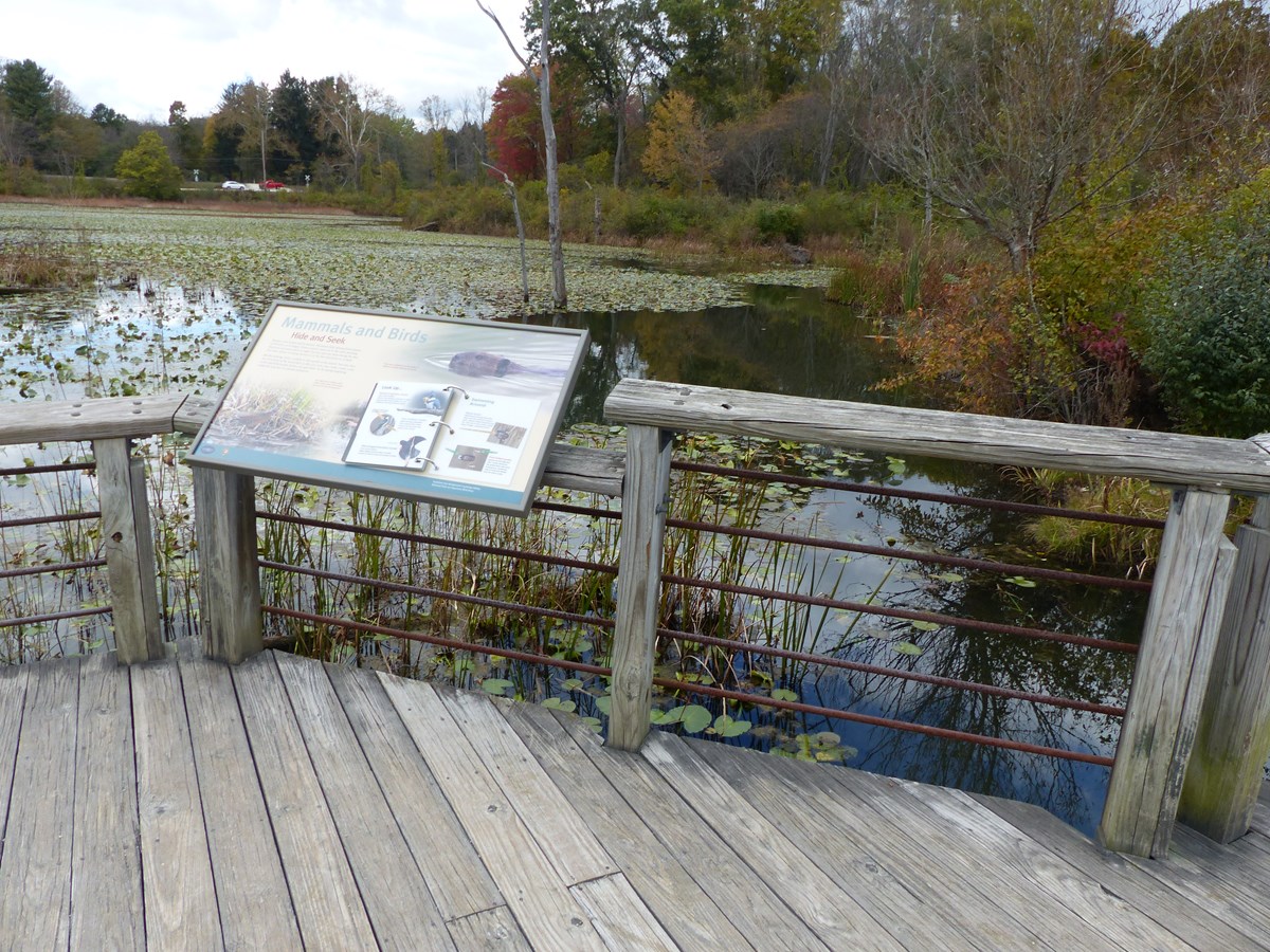 Exhibit with a flipbook mounted to the wooden railing of a boardwalk overlooking a marsh.