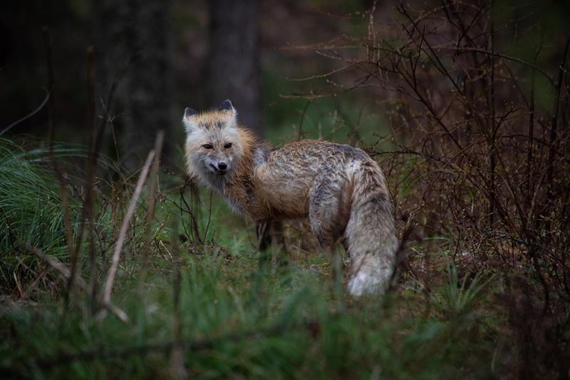 Red Foxes