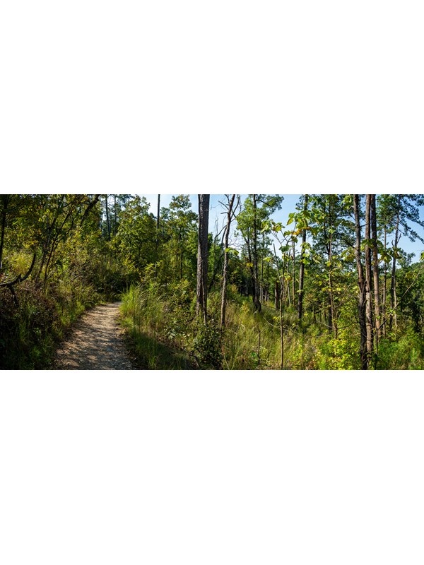 A packed gravel path leads through a forested hillside.