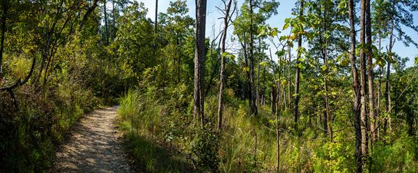 A packed gravel path leads through a forested hillside.