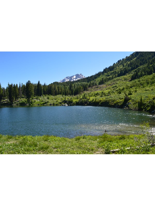 A small lake surrounded by green vegetation and trees.