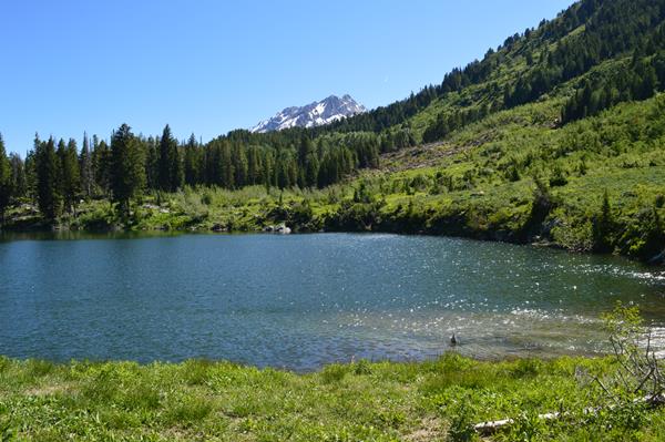 A small lake surrounded by green vegetation and trees.