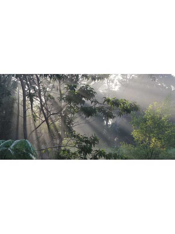 Rays of sunlight through trees