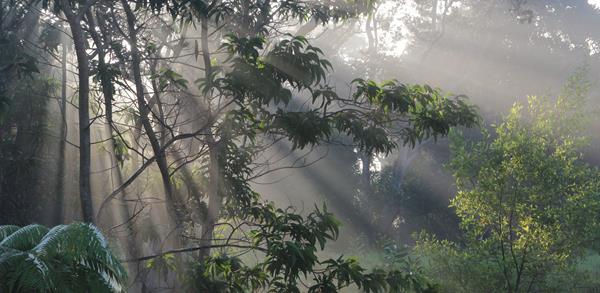 Rays of sunlight through trees