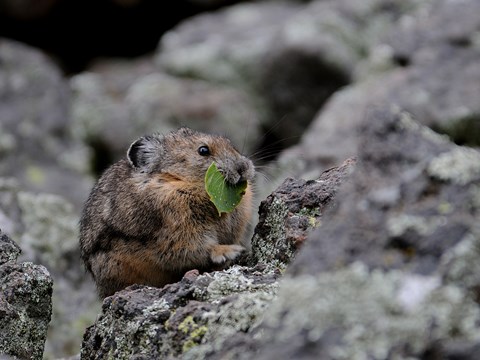 A pika eats a leaf