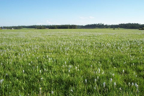 Camas Flowers on Weippe Prarie
