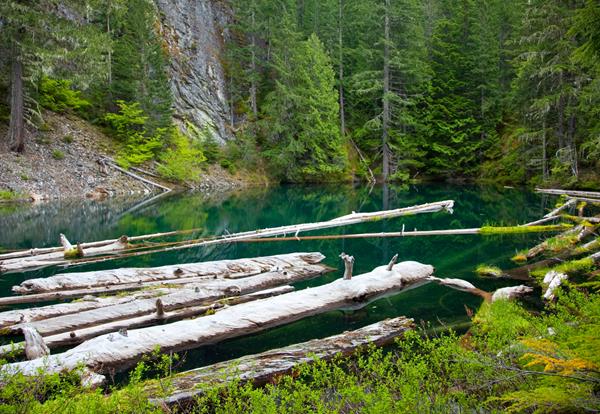 A small, blue lake with logs floating in it