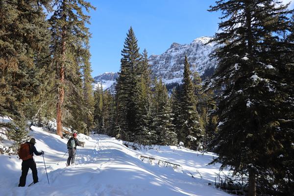 Skiers travel along a trail through a forest with mountain peaks rising above the trees.