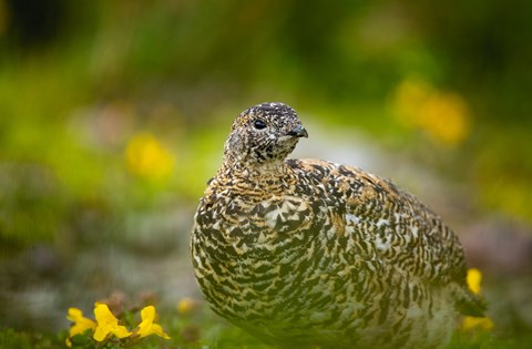 A brown-speckled bird followed by two smaller chicks walks amongst rocks and vegetation.