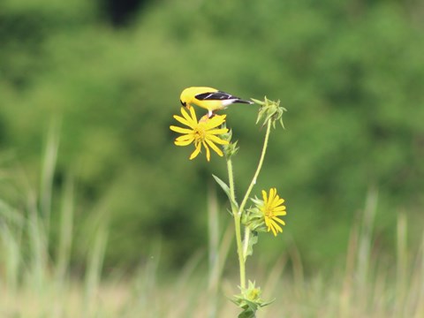 field in the park with yellow flowers and a beautiful yellow bird perching above eating.