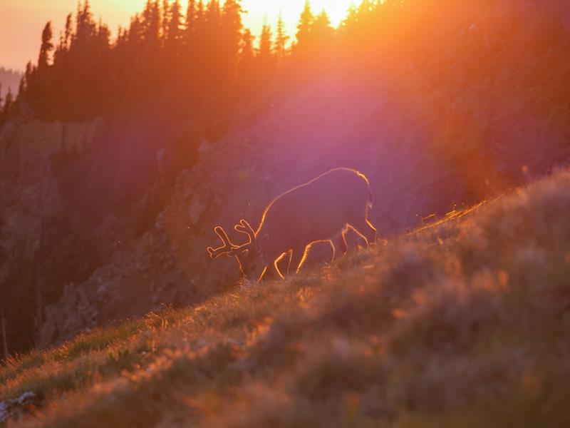 Observe Animals at Olympic National Park