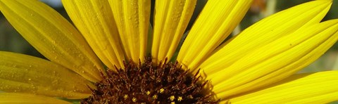 Close up image of a sunflower.
