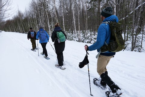 4 snowshoers in single file travel on a snowy trail in the woods.