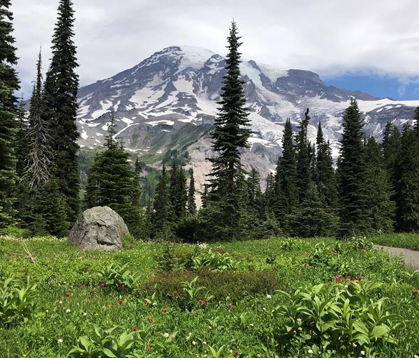 A meadow of lush plants with a large boulder framed by fir trees underneath a glaciated mountain.