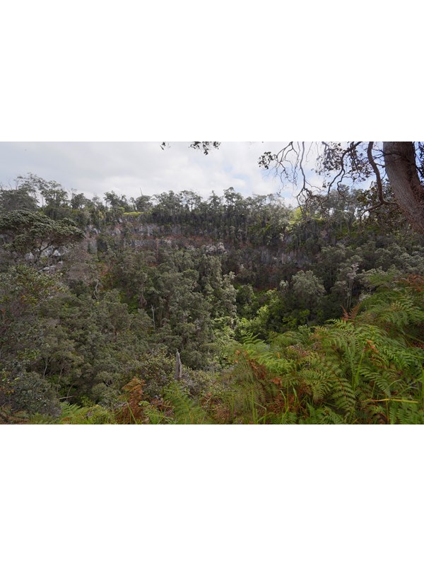Forested pit crater surrounded by ferns