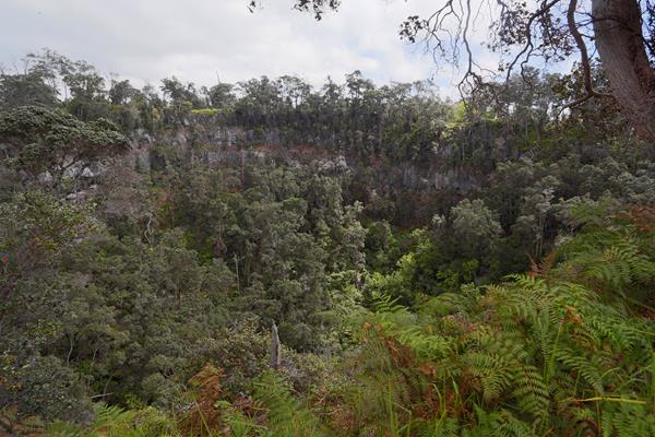 Forested pit crater surrounded by ferns