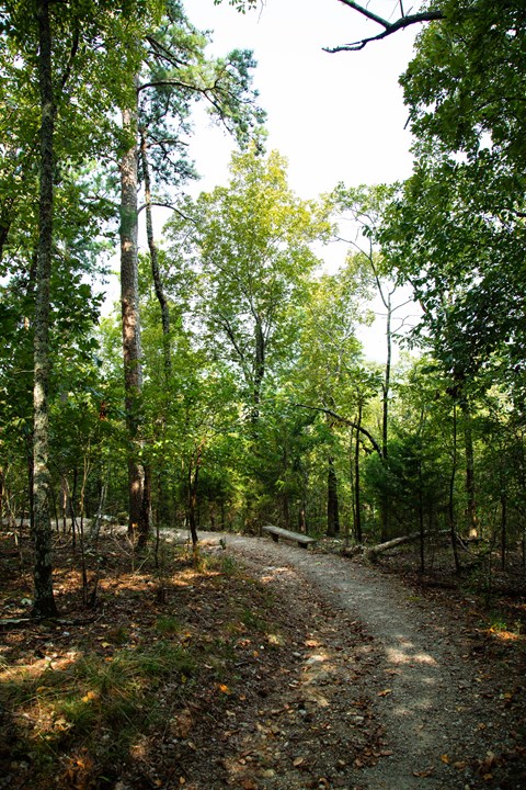 A rocky trail curves through the trees on a hillside.