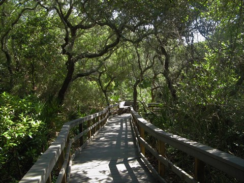 trail through tropical vegetation