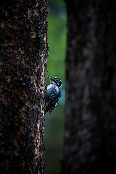 A bird with a white and black striped breast and black top feathers hangs onto a tree trunk.