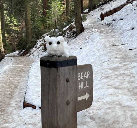 A sign reading "Bear Hill" pointing to a snowy trail.