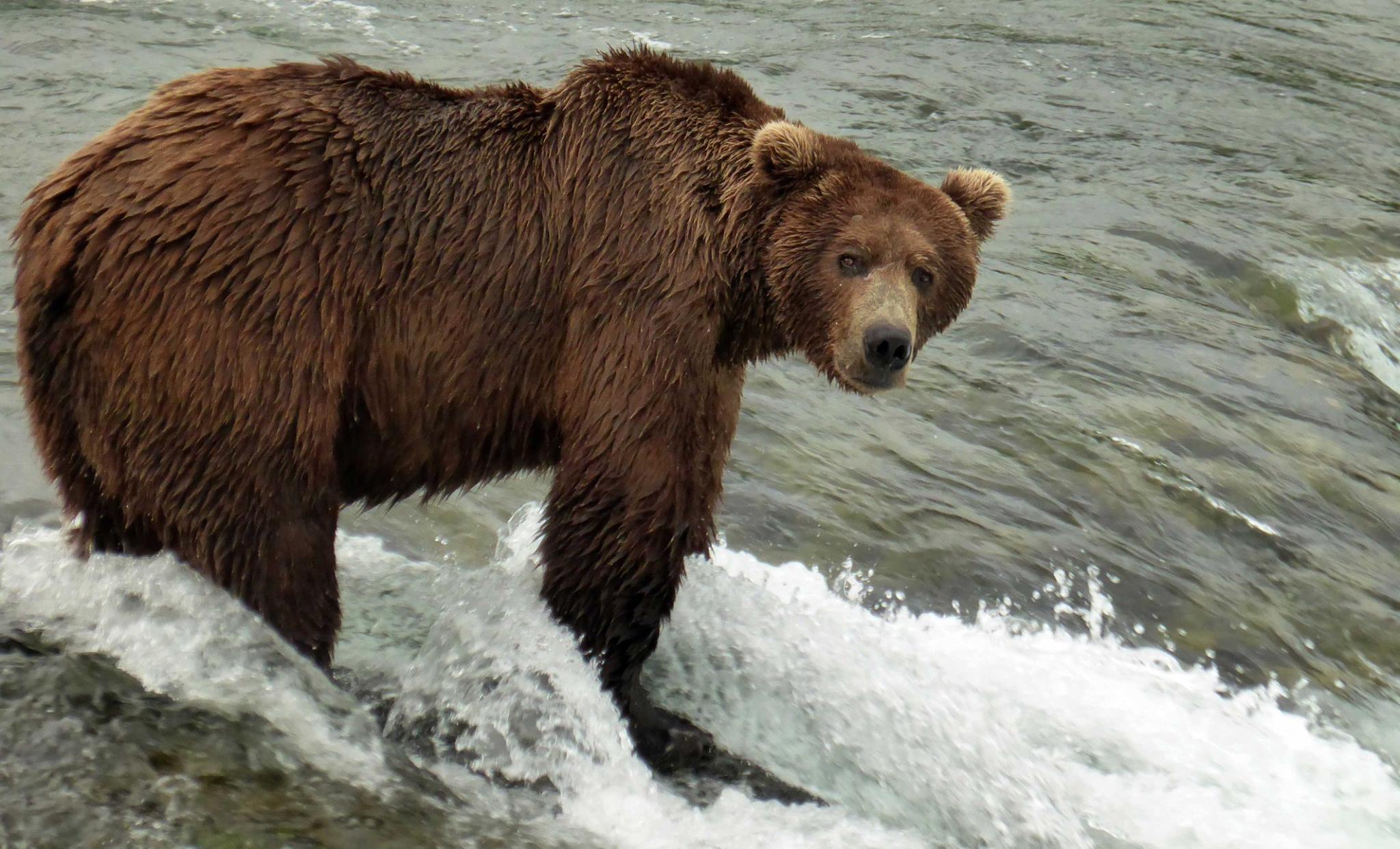 View from the Brooks Falls Bearcam camera