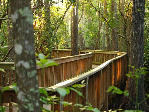 Boardwalk in between large cypress trees