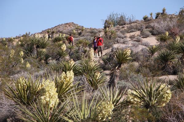 Hikers descending a dirt trail through Joshua trees, yuccas, and shrubs.