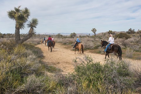 A group of horseback riders and their horses walk on a wide dirt trail.