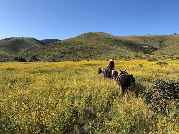 A rider and stock animals ride through tall grasses and wildflowers in a wide valley