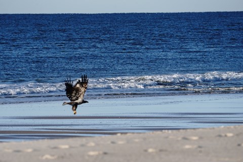A speckled brown and white raptor takes flight before a calm ocean.