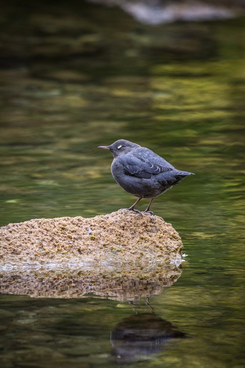 A round gray-blue bird sits on a pale brown rock in the water.