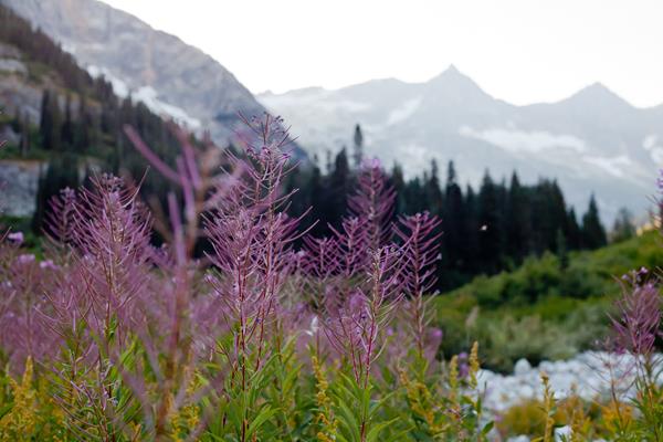 Close up of pink stalks with mountains in the background.