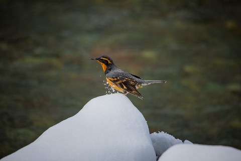 A black and bright orange bird lands atop a snow bank.