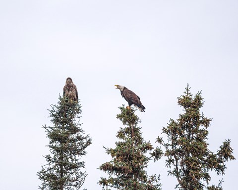 A large bird with a white head and brown body opens its beak towards another large brown bird.