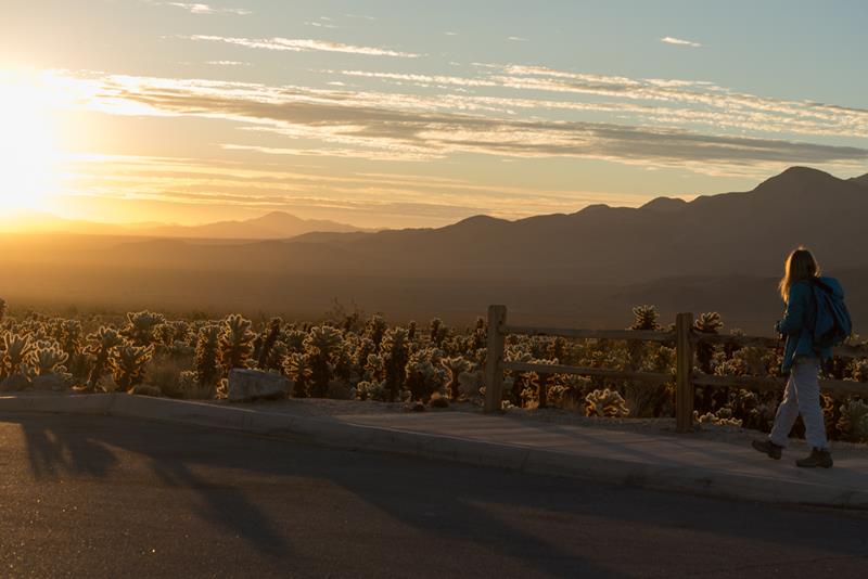 Hike Cholla Cactus Garden