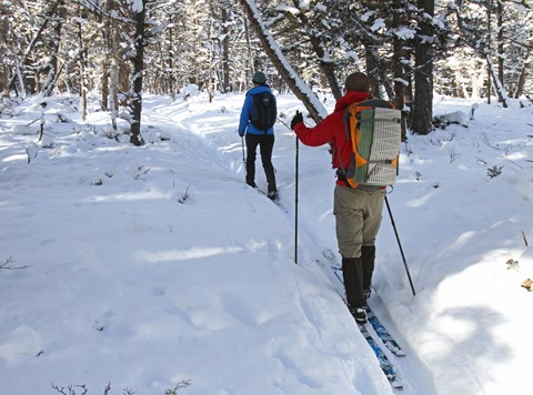 Two skiers make their way on a slight incline through a lodgepole pine forest.