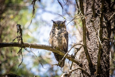An owl with feathers resembling eyebrows and yellow eyes stares down from a tree branch.