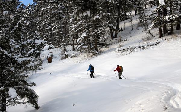Two skiers follow a trail that cuts across a gentle slope through a forest.