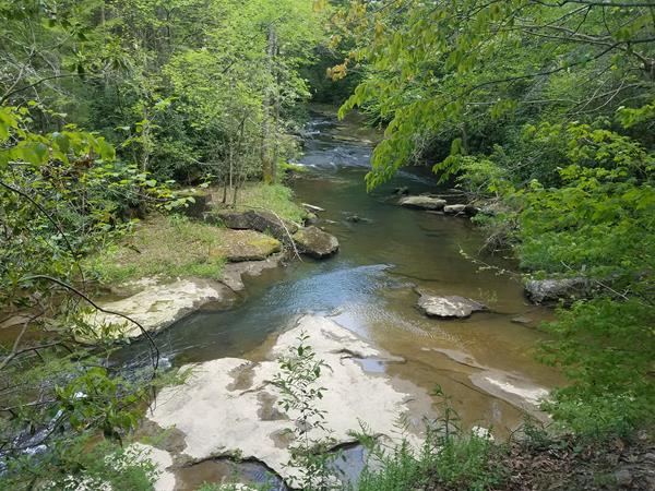 Looking down into a rocky streambed in thick forest
