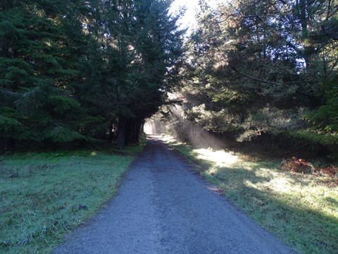 Slanted sunlight illuminates moisture in the air above a gravel road that passes through a forest.