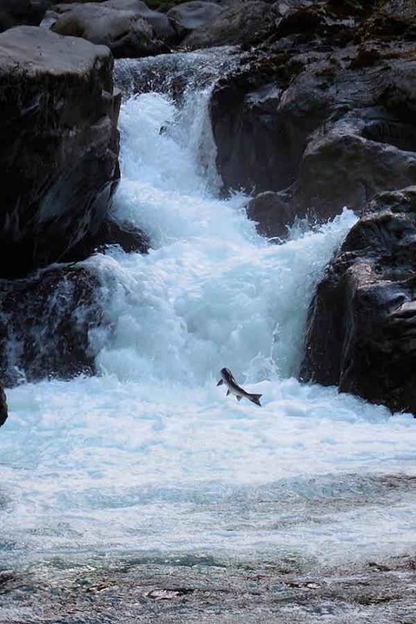 A salmon jumping up a waterfall.